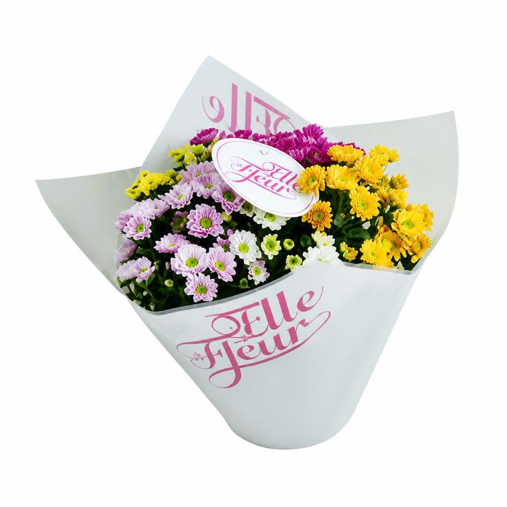Chrysanthemen Elle Fleur Trio, 1 Stk. – MPREIS