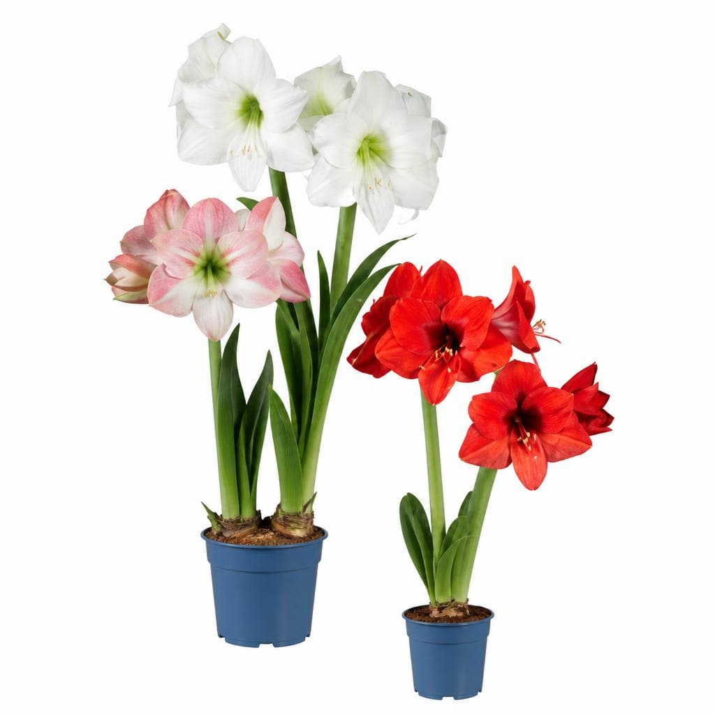 Amaryllis 2-Stieler – Lidl
