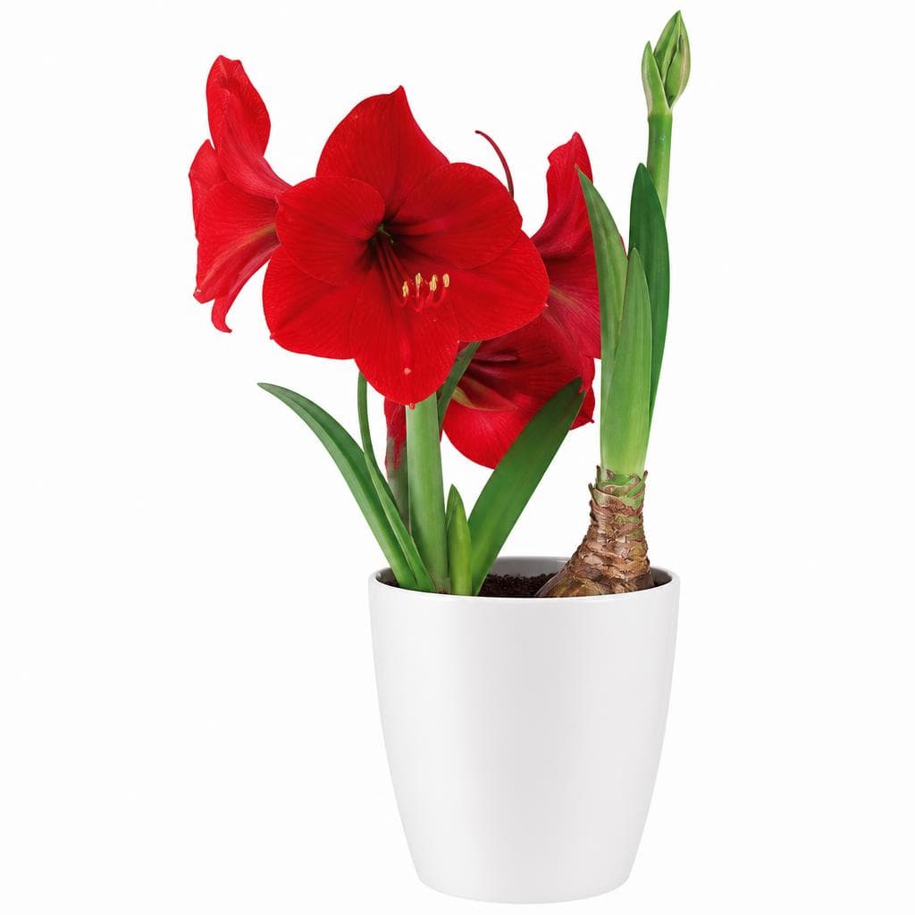 Amaryllis – Norma
