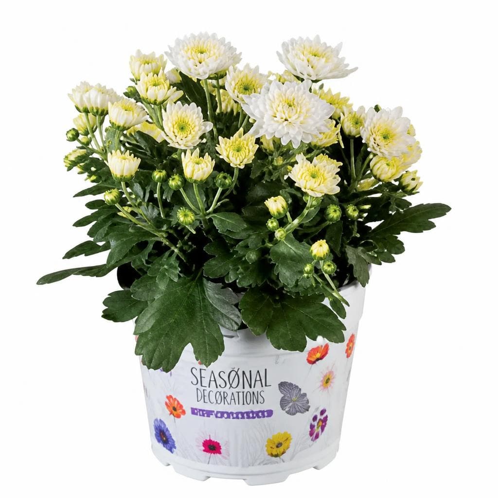 Chrysantheme, Ø-Topf: 13 cm; Höhe inkl. Topf: 24-30 cm – Lidl