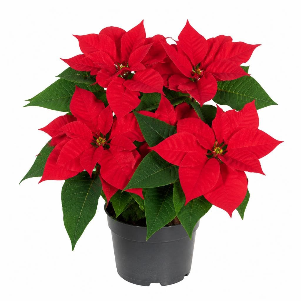 Weihnachtsstern Rot, 13-cm-Topf – Bauhaus