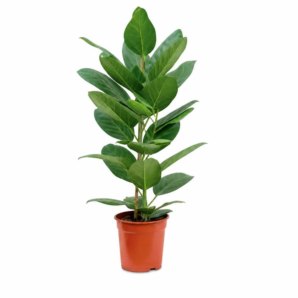 Lufterfrischer-Grünpflanze, 21-cm-Topf – Hofer