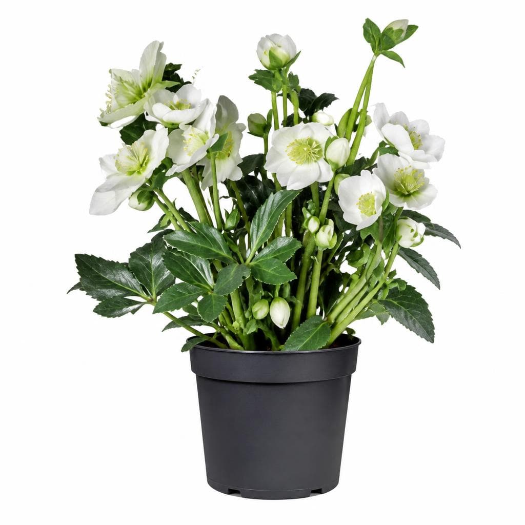 Christrosen, 14-cm-Topf Helleborus Picea glauca 'Conica' – Bauhaus