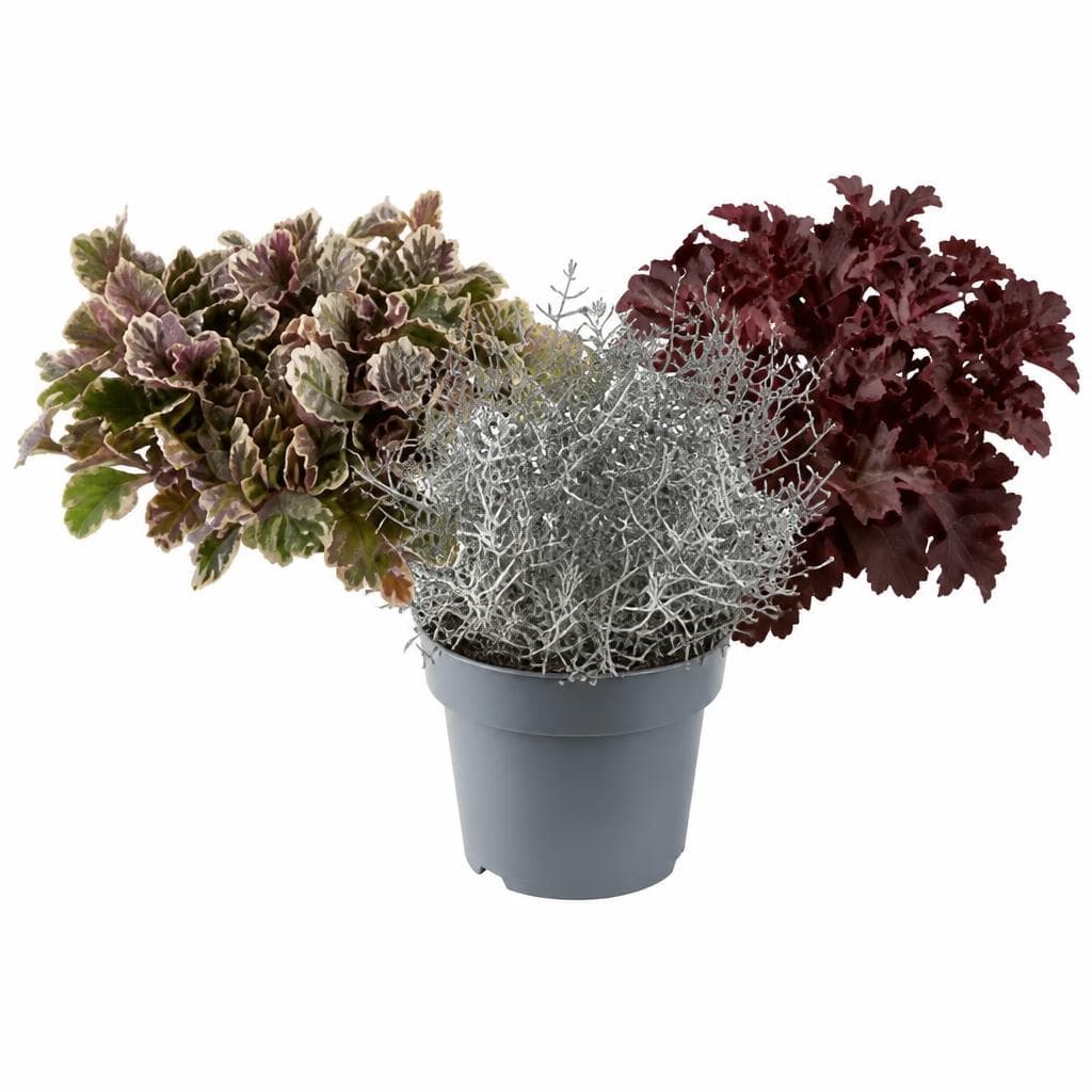 Herbststaude, Im 12 cm-Topf – Lagerhaus