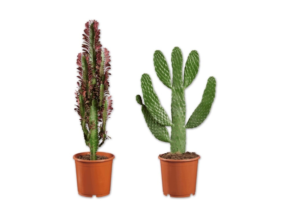Kaktus Ø-Topf: 17 cm; Höhe inkl. Topf: 45-76 cm Angebot bei Lidl