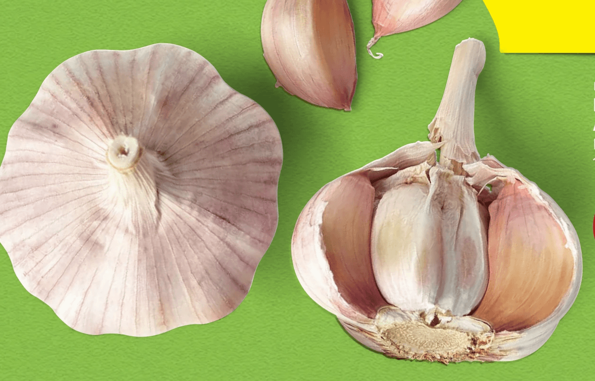BIO-Knoblauch aus Österreich 150 g Hofer Marktplatz Angebot bei Hofer