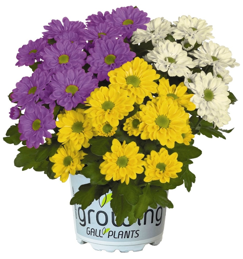 Chrysantheme Jolly Joker 12 cm-Topf Angebot bei Lagerhaus