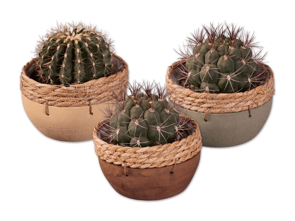 Kaktus in Terracotta-Schale Ø-Schale: 15 cm; Höhe inkl. Schale: 16-20 cm Angebot bei Lidl
