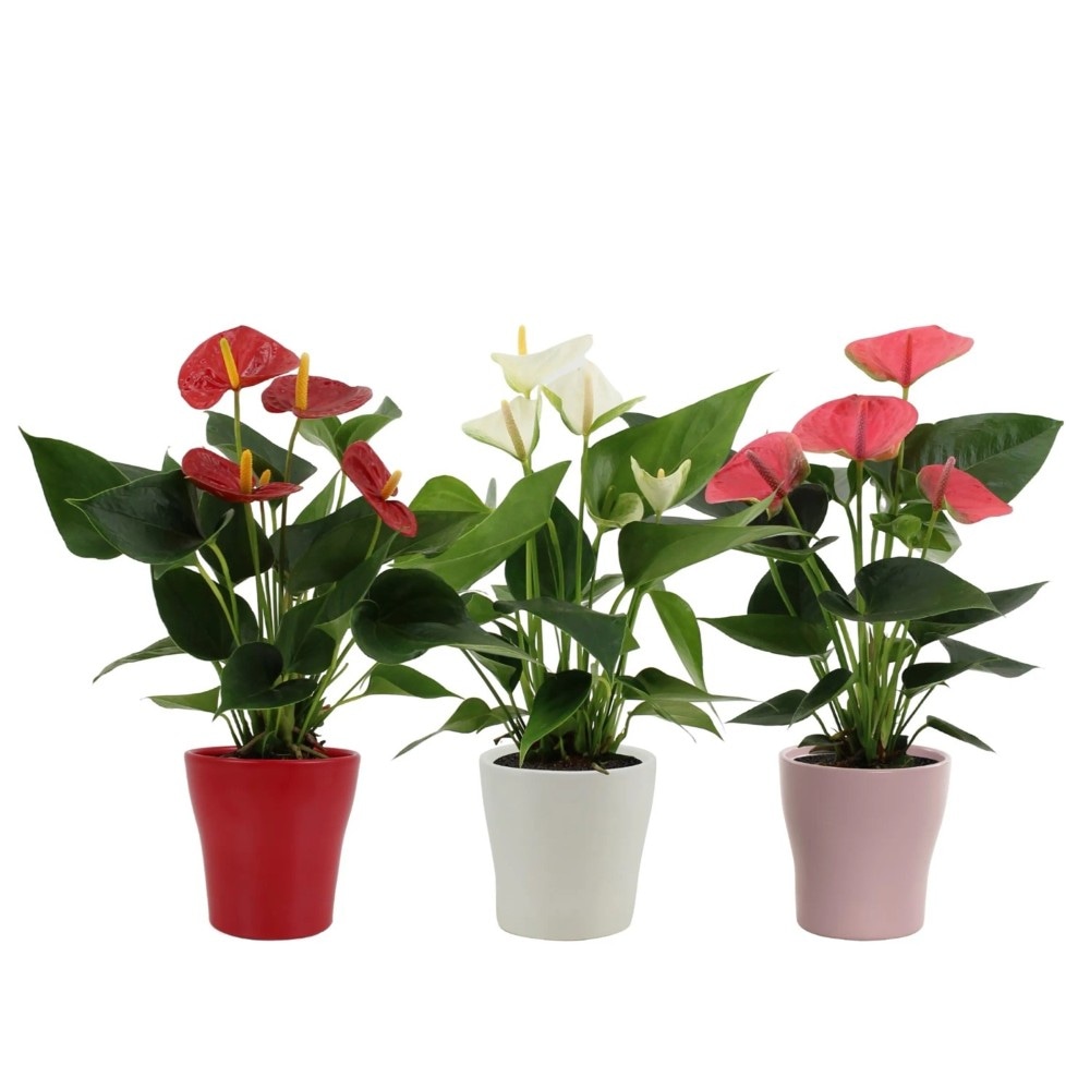 Flamingo-Blume in Ziertüte 12 cm Topf, ca. 40 cm hoch Angebot bei Penny