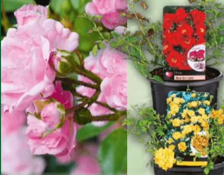 Bodendeckerrose „The Fairy“ 1 Pflanze Angebot bei Norma