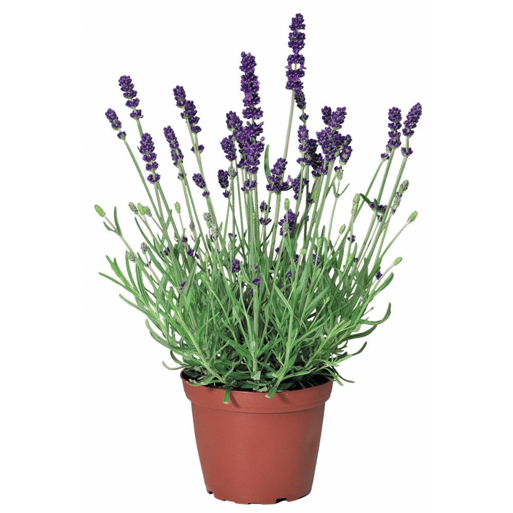 Lavendula angustifolia 'Super Blue' 12 cm-Topf Angebot bei Bauhaus