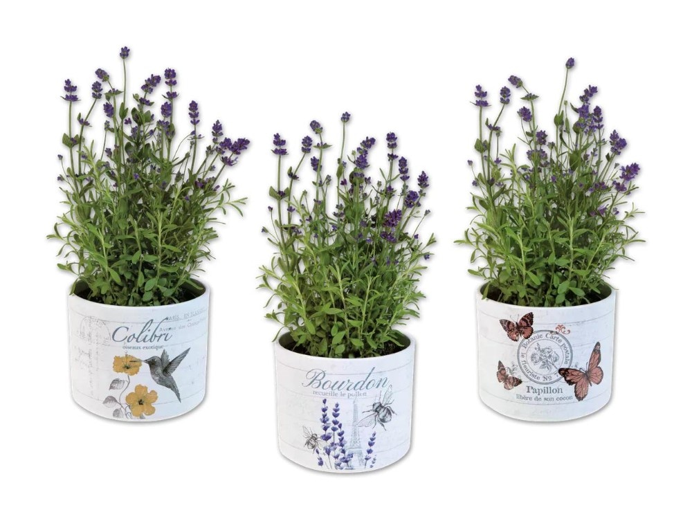 Lavendel angustifolia in Keramik Angebot bei Lidl
