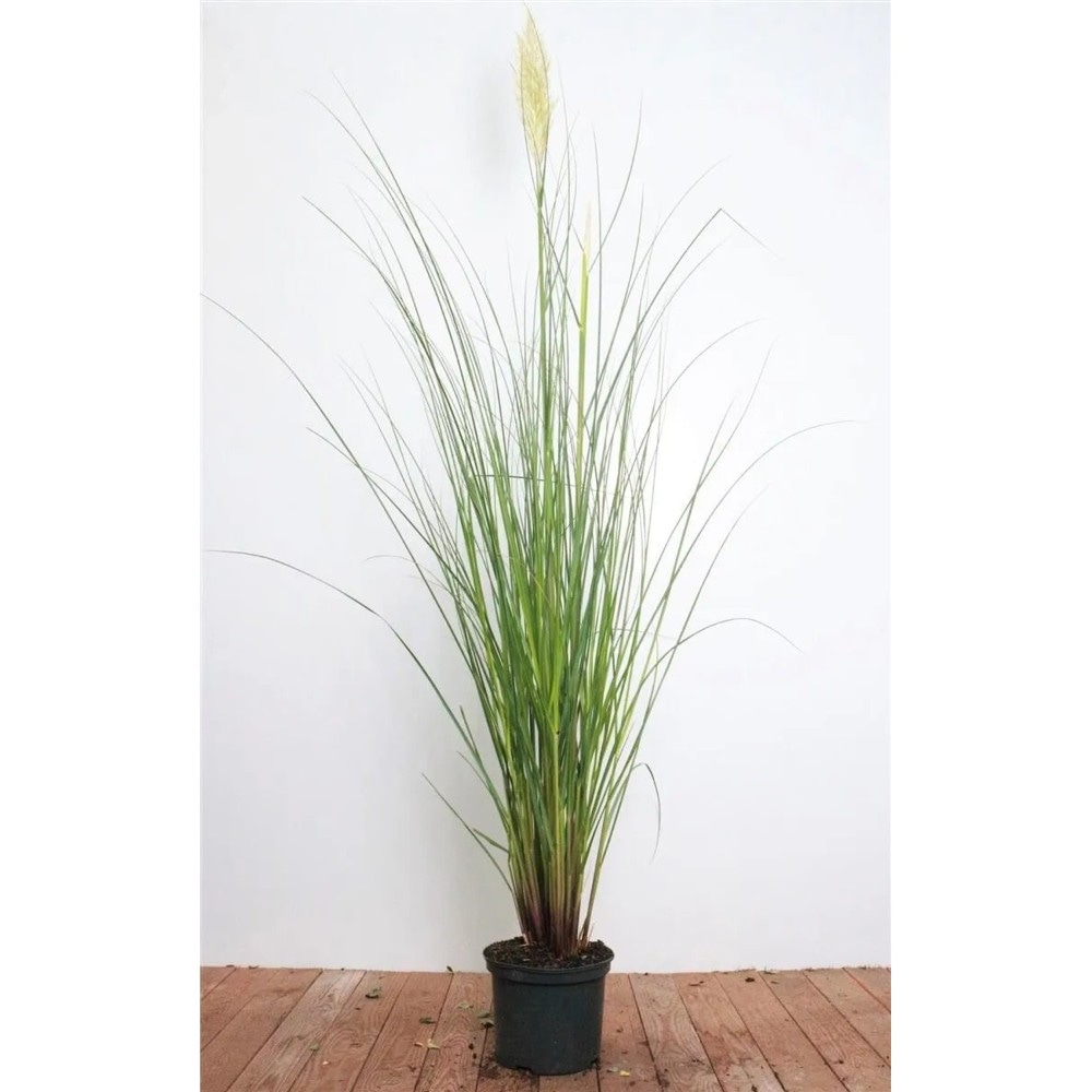 Pampasgras 5 Liter- Container Cortaderia Angebot bei Bauhaus