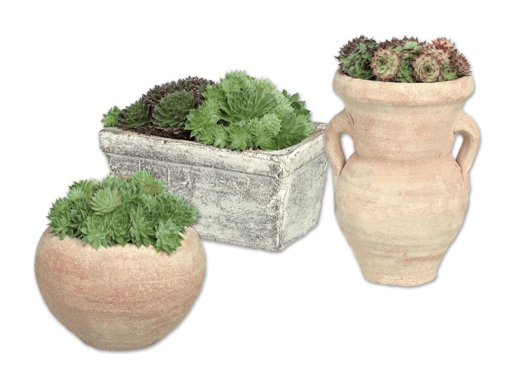 Sempervivum im Steinguttopf Höhe inkl. Topf: 13-25 cm Angebot bei Lidl