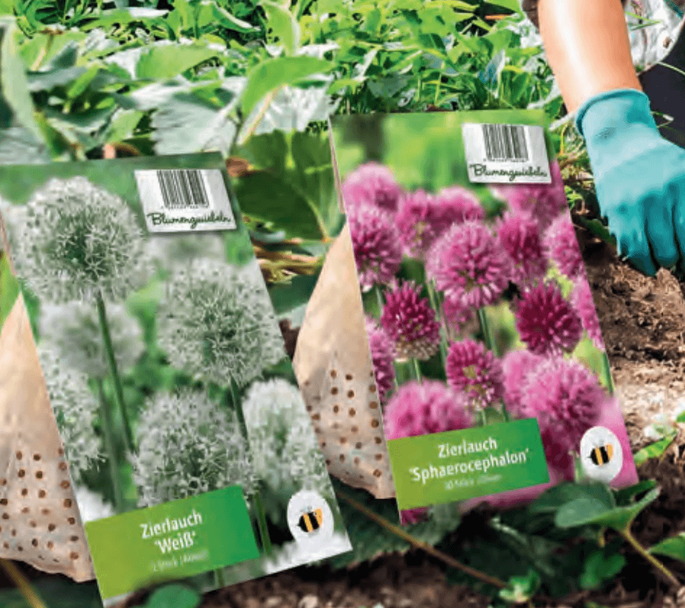 Blumenzwiebeln Zierlauch Angebot bei Hofer