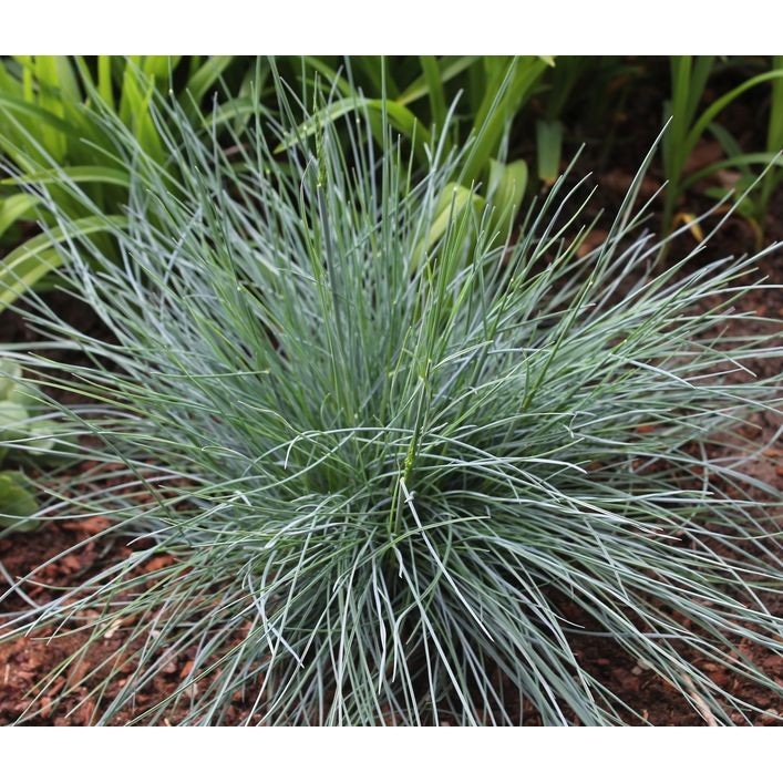 Festuca glauca 'Intense Blue' 19 cm-Topf Angebot bei Bauhaus