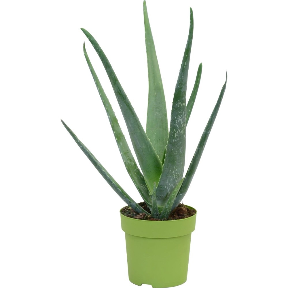 Aloe Vera Ø-Topf: 14 cm; Höhe inkl. Topf: 45-55 cm Angebot bei Lidl