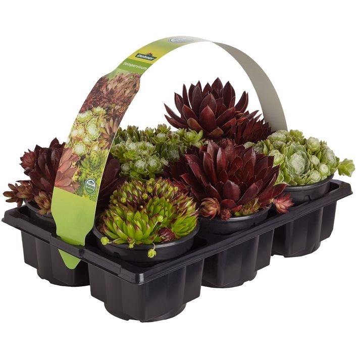 Hauswurz 6er-Tray Angebot bei Hofer