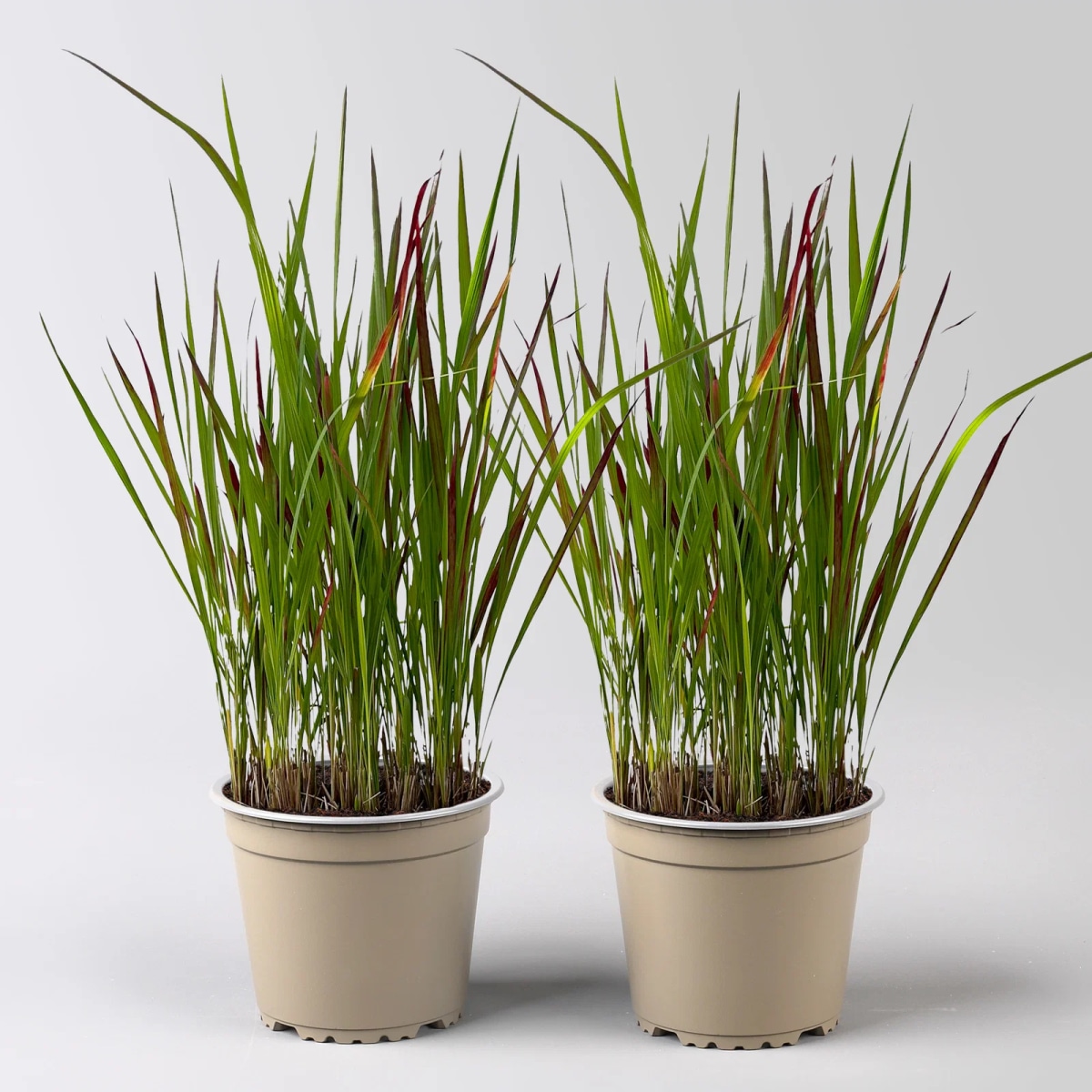 Imperata cylindrica 'Red Baron' 19 cm-Topf Angebot bei Bauhaus