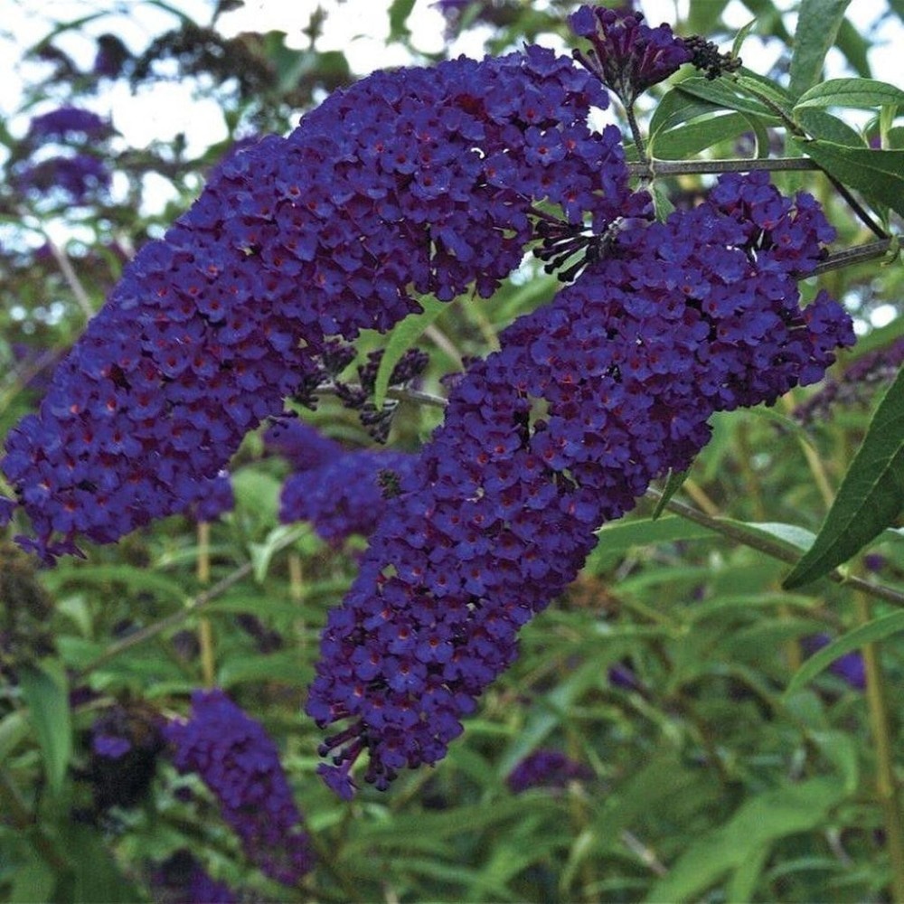 Schmetterlingsflieder 5 Liter- Container Buddleja davidii Angebot bei Bauhaus
