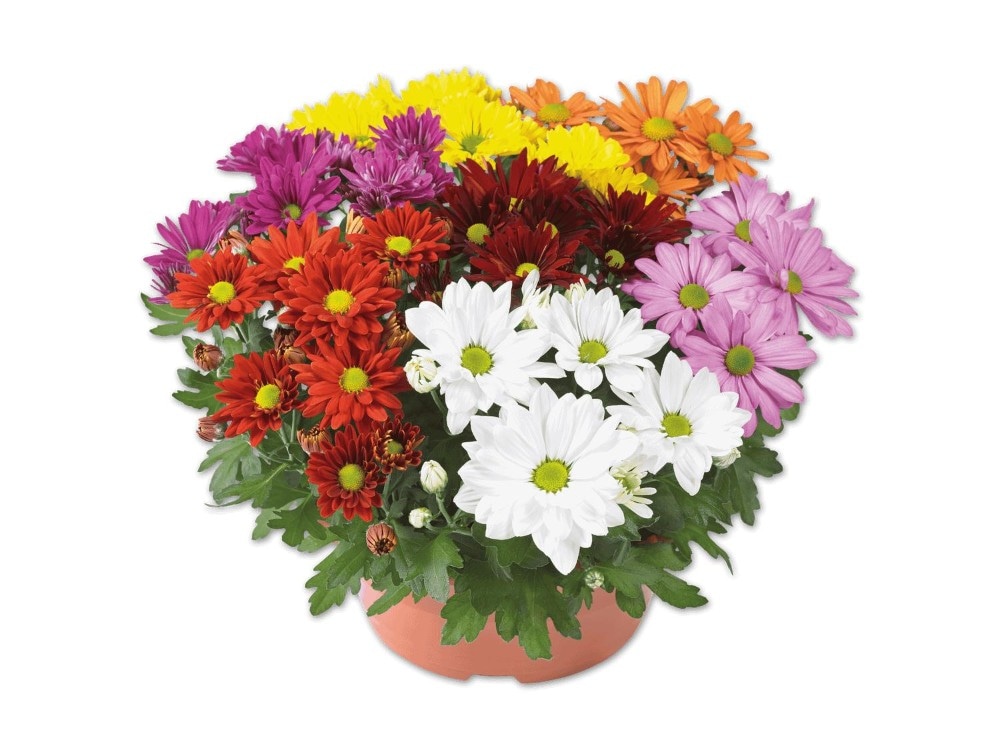 Chrysanthemenschale 7 Pflanzen Angebot bei Lidl