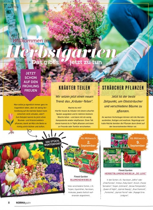 Herbstblumen „De Luxe“ 10 Stück Angebot bei Norma
