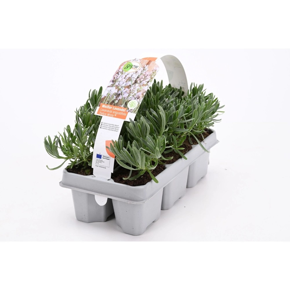 Lavendel angustifolia 6er Tray Angebot bei Lidl