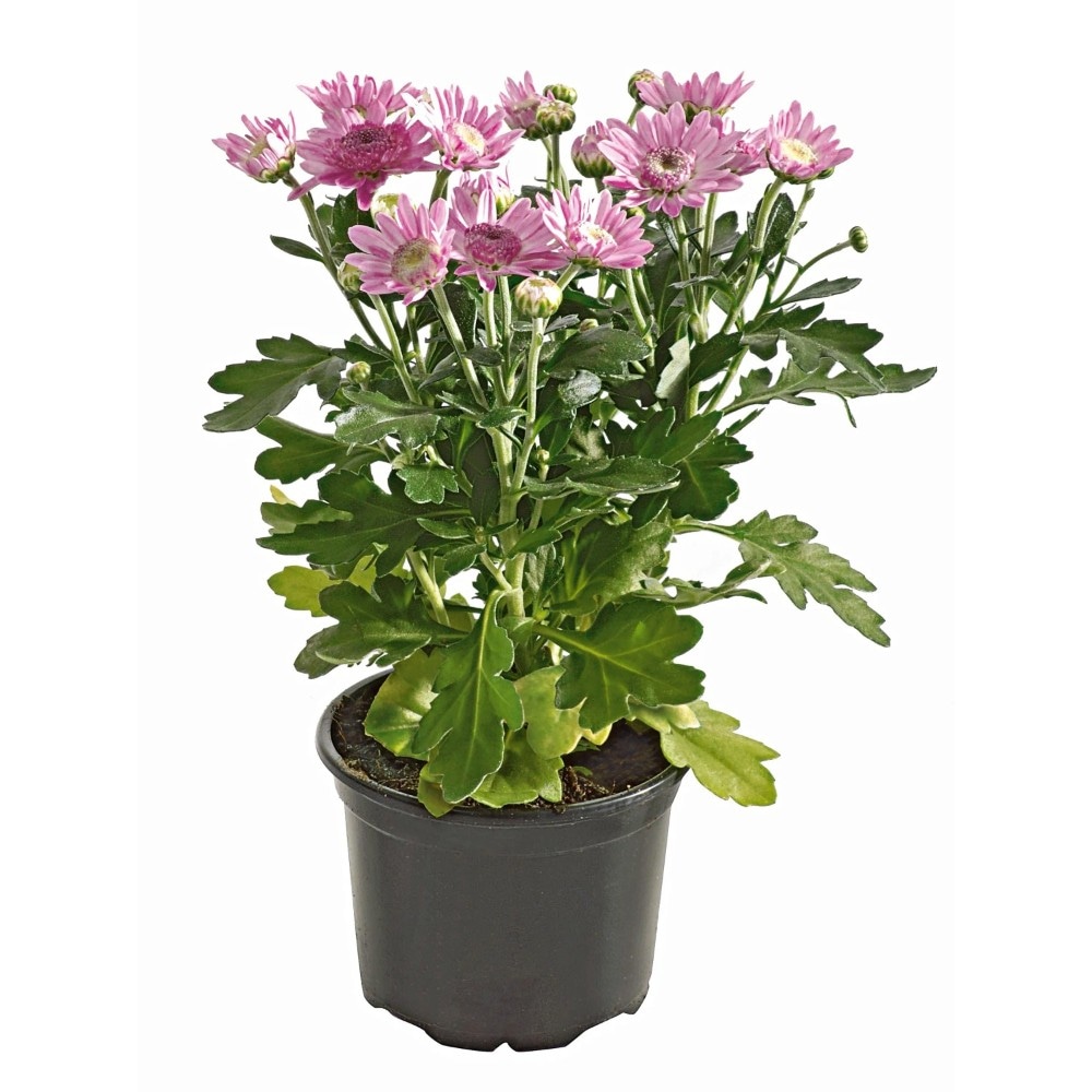 Chrysanthemen 1 Trieber, Topfgröße 9 cm Angebot bei MPREIS