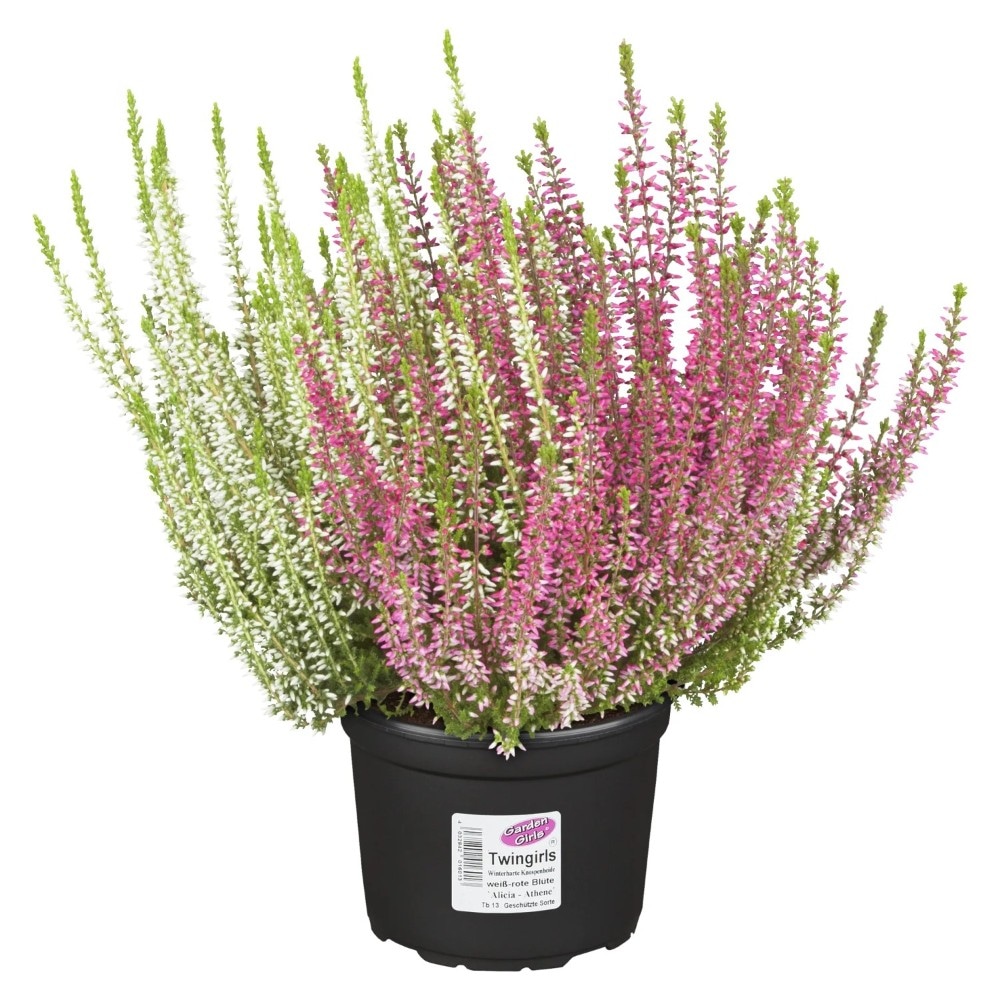 Heidekraut Calluna Twins Angebot bei Norma
