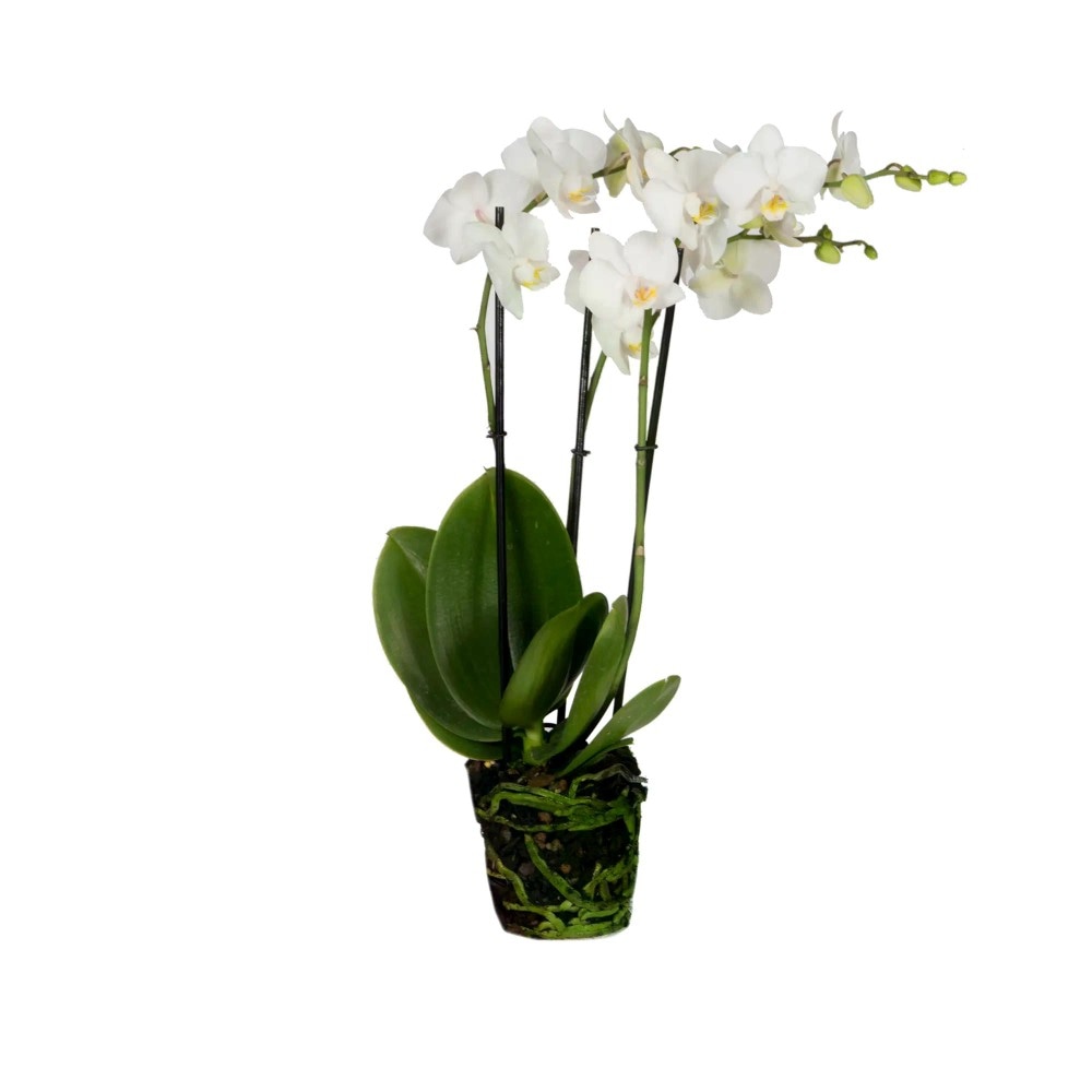 Schmetterlingsorchidee Phalaenopsis Angebot bei Bauhaus
