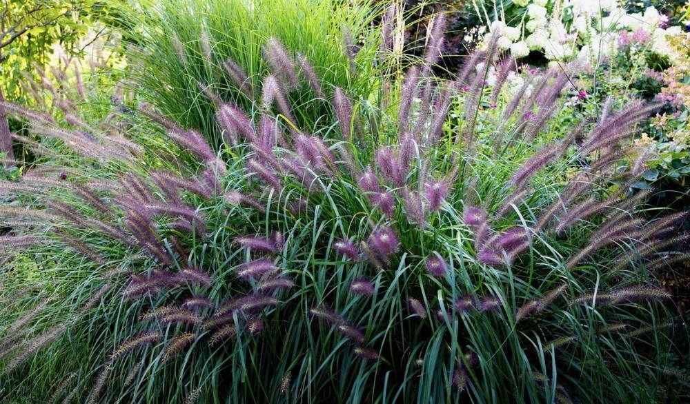 Pennisetum 'Red Heat' 19 cm-Topf Angebot bei Bauhaus