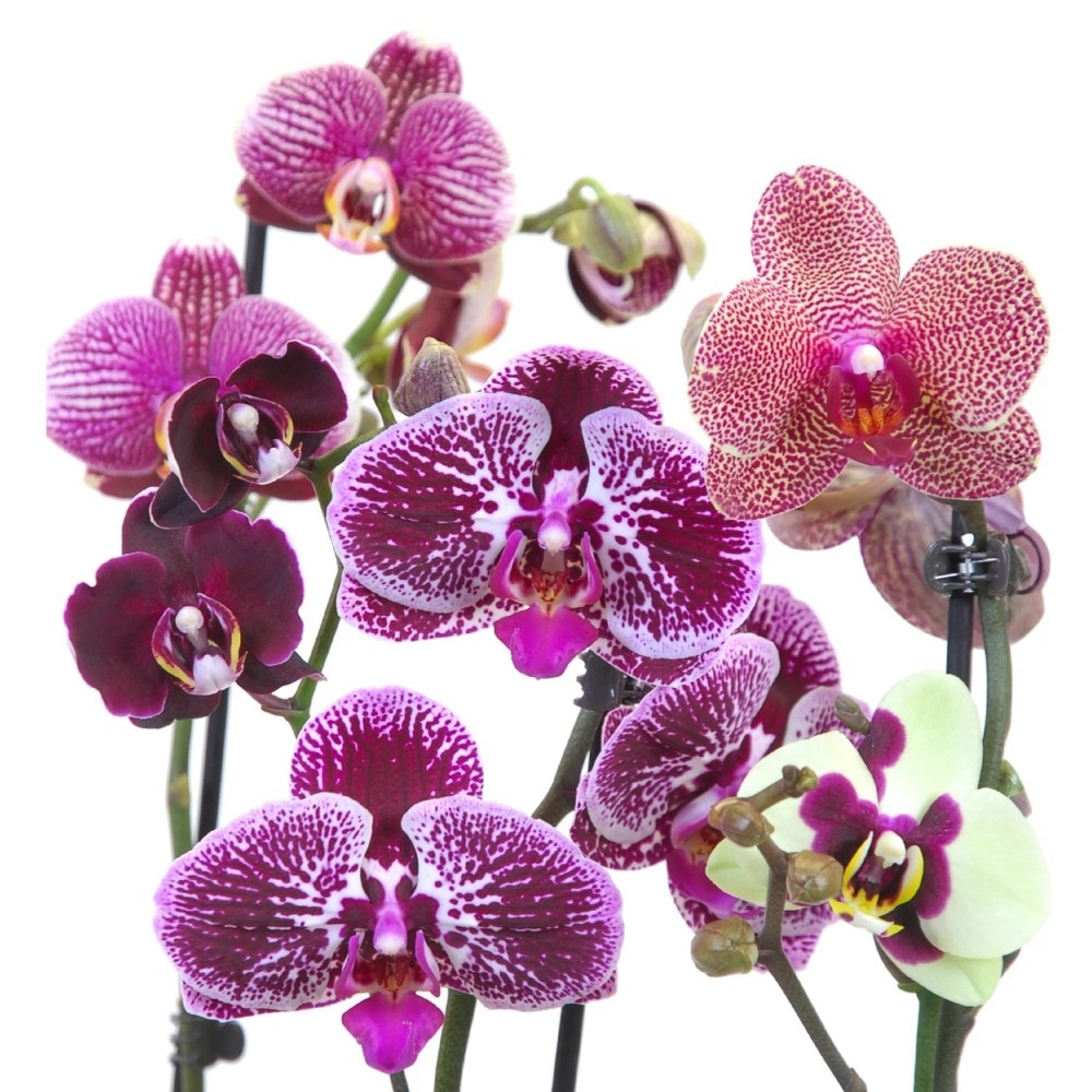 Phalaenopsis Mehrtriebler Angebot bei MPREIS