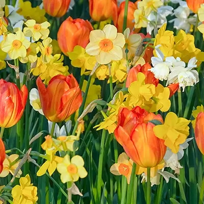 Blumenzwiebeln „Wundervoll“ Angebot bei Norma