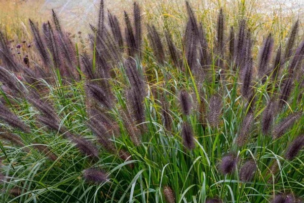 Pennisetum 'Black Beauty' 19 cm-Topf Angebot bei Bauhaus