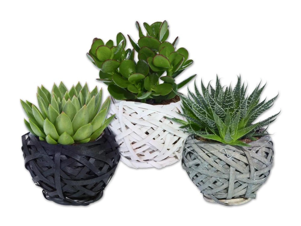 Sukkulente im Korb Ø-Korb: 15 cm; Höhe inkl. Korb: 13-22 cm Angebot bei Lidl
