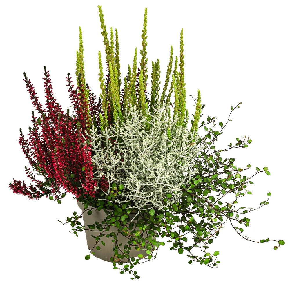 Herbsttraum Quattros Angebot bei Norma