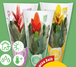 Bromlien More Lips im 12-cm-Topf, ca. 45 cm hoch Angebot bei Penny