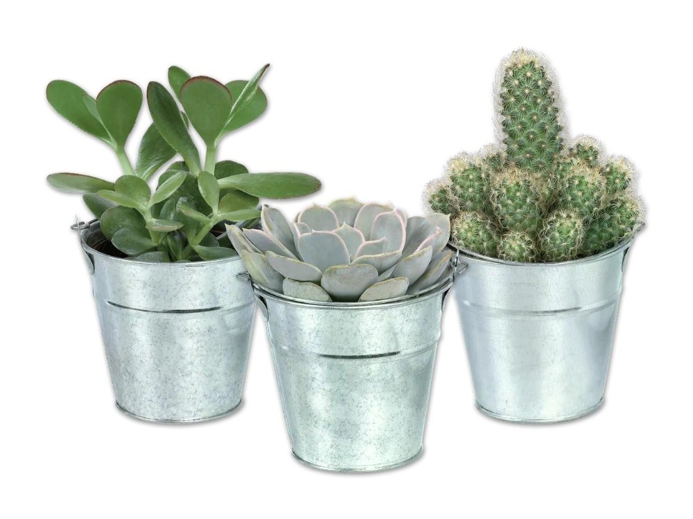 Kaktus/Sukkulente im Zinkeimer Ø-Eimer: 9,2 cm; Höhe inkl. Eimer: 11-22 cm Angebot bei Lidl