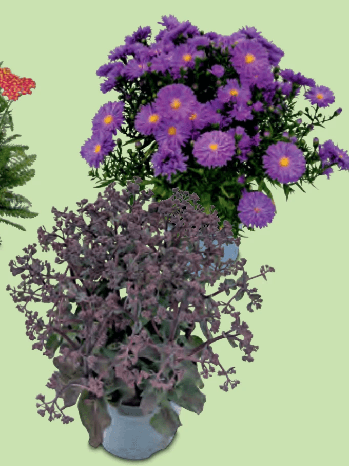 Kissen-Aster/Sedum im 2-l-Topf Angebot bei Hofer