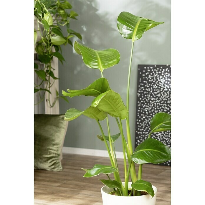 Strelitzie 23 cm-Topf Angebot bei Bauhaus