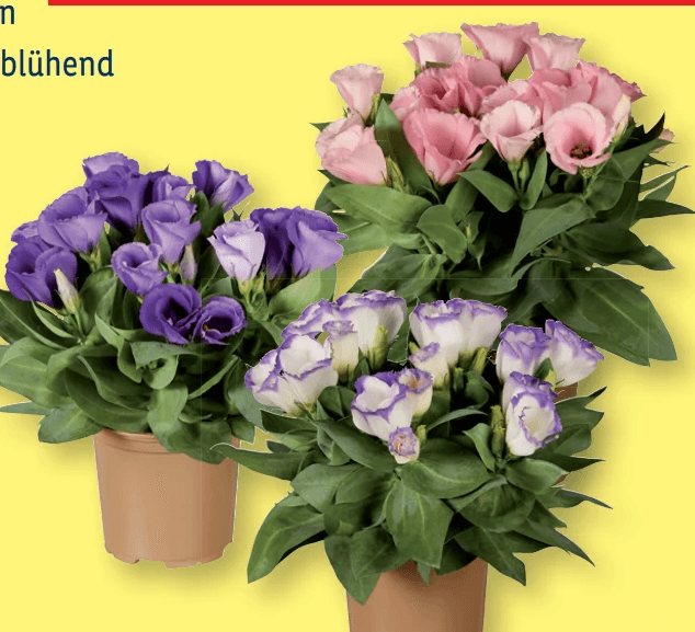 Eustoma Ø-Topf: 10,5 cm; Höhe inkl. Topf: 22-28 cm Angebot bei Lidl
