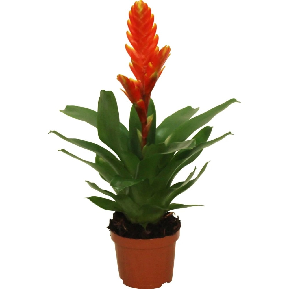 Bromelien in Papiertüte im 9-cm-Topf ca. 35 cm hoch Angebot bei Penny