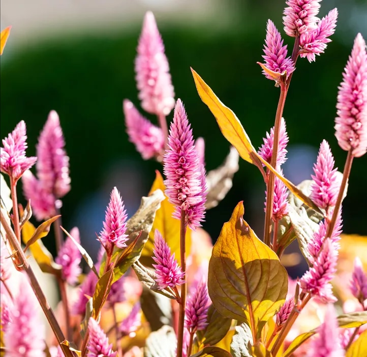 Celosia 'Wild Pink' im Korb Angebot bei Lidl