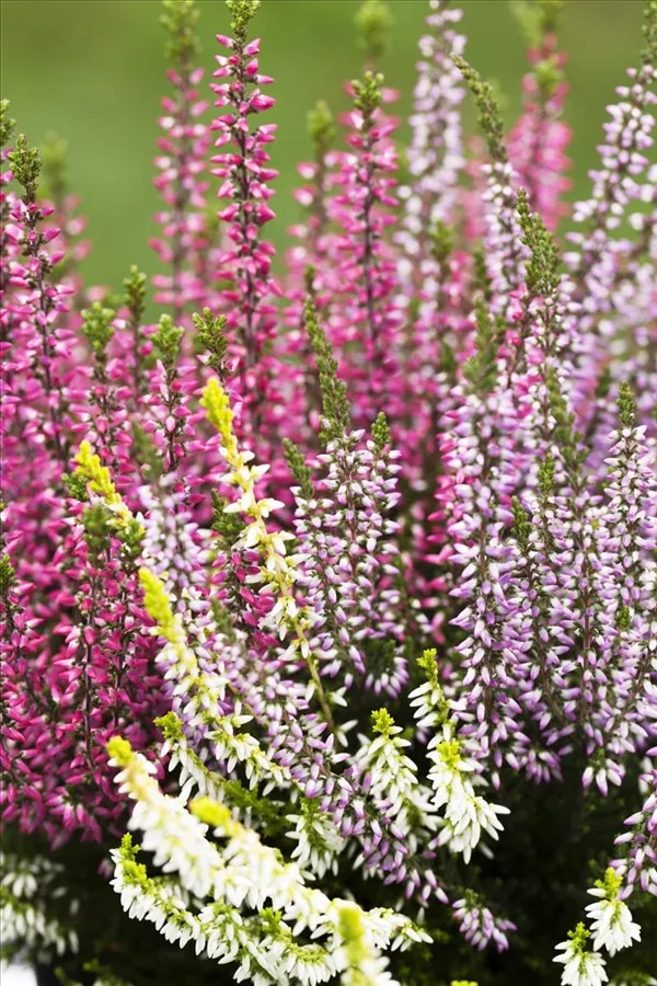 Calluna vulgaris Trio Girls Special Angebot bei Norma