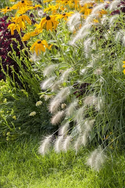Pennisetum 'Hameln' 19 cm-Topf Angebot bei Bauhaus