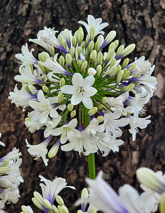 Schmucklilie Agapanthus 'Everpanthus' 3 Liter- Container Angebot bei Bauhaus