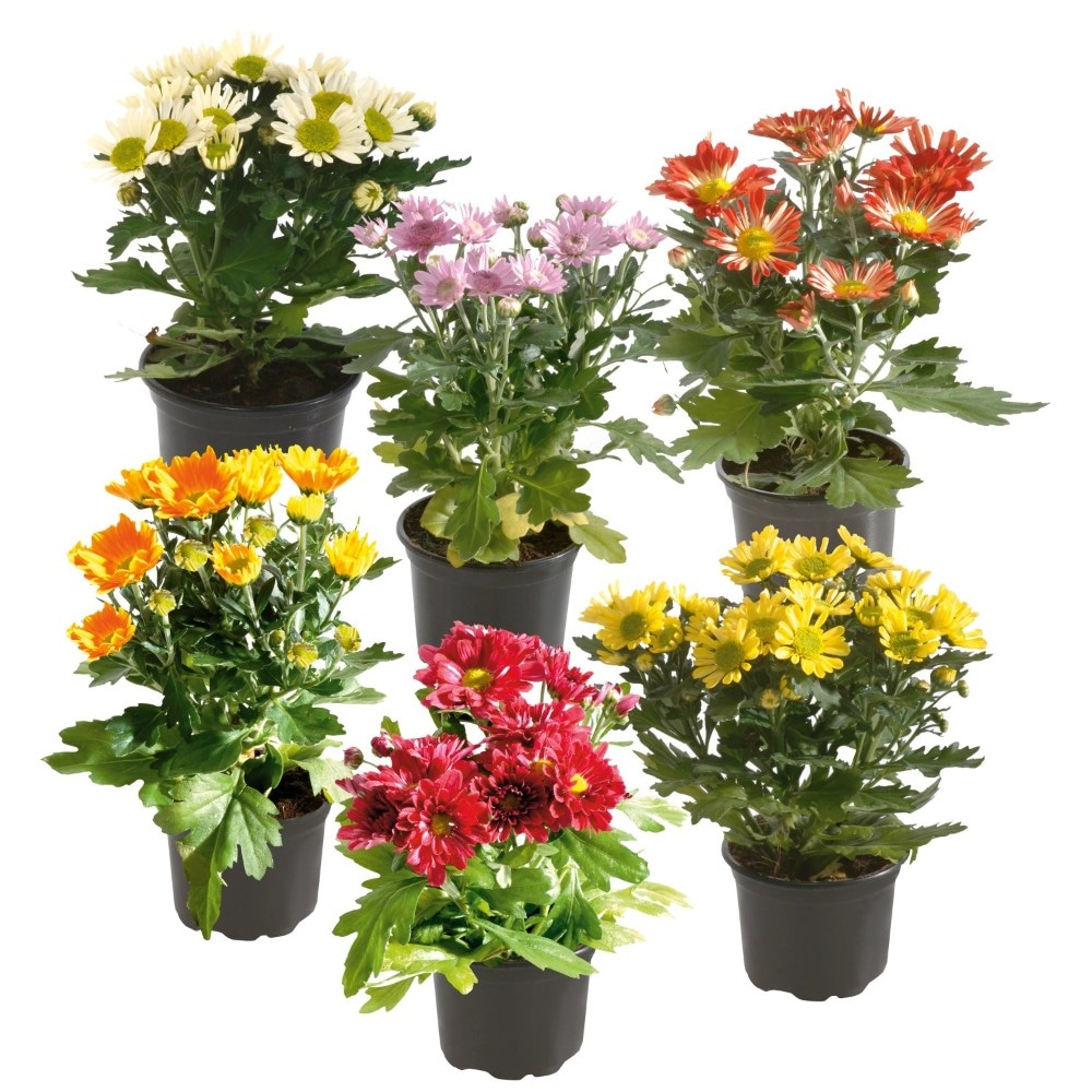 Chrysanthemen Bouquet Angebot bei Lidl