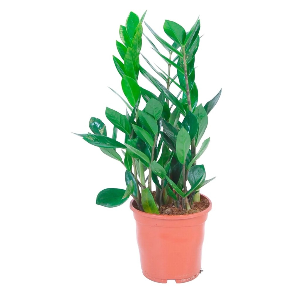 Zamioculcas Palme in 14 cm Plastiktopf, ca. 45 cm hoch Angebot bei Eurospar