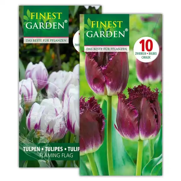 Tulpen 10 Stück FINEST GARDEN Angebot bei Norma