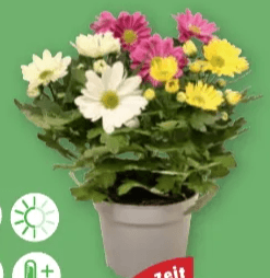 Chrysanthemen 3-färbig im 12-cm-Topf, ca. 25 cm hoch Angebot bei Penny